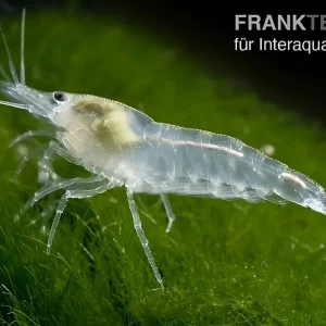 Sale White Pearl Garnele, Neocaridina palmata var. "White Pearl"