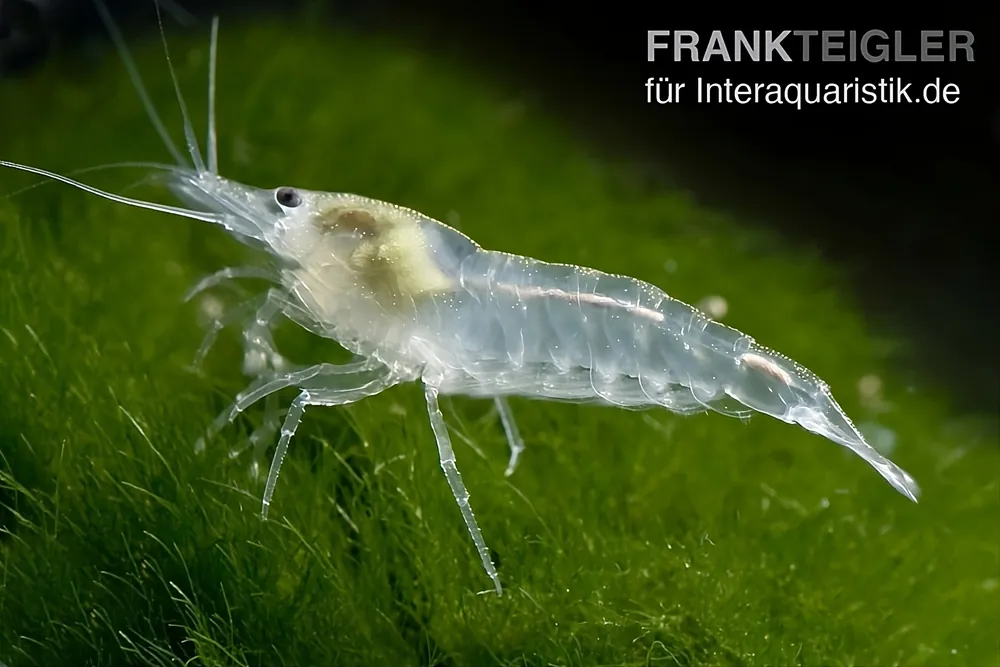 Sale White Pearl Garnele, Neocaridina palmata var. "White Pearl"