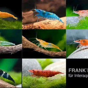 Meistverkauft Neocaridina Zwerggarnelen-Farbmix