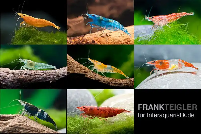 Meistverkauft Neocaridina Zwerggarnelen-Farbmix