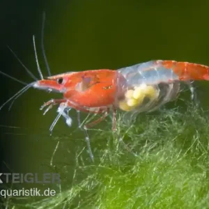 Red Rili Garnele, Neocaridina davidi Finale Aktion