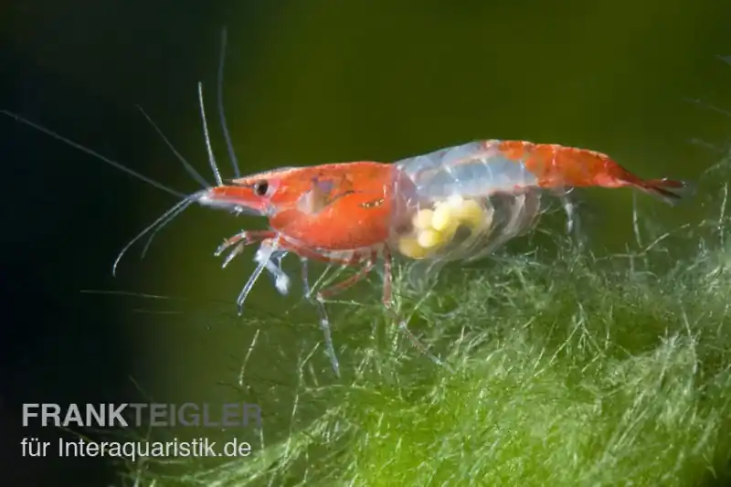 Red Rili Garnele, Neocaridina davidi Finale Aktion
