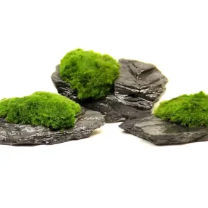 Nur Heute Aegagropila Slate Rock, ca. 10 x 8 x 5 cm, Schieferplatte mit Moos