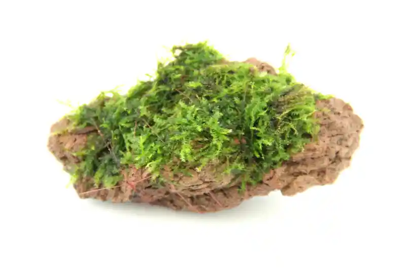 Preiswert Moosstein mit Vesicularia sp., ca. 10 x 7 x 5 cm