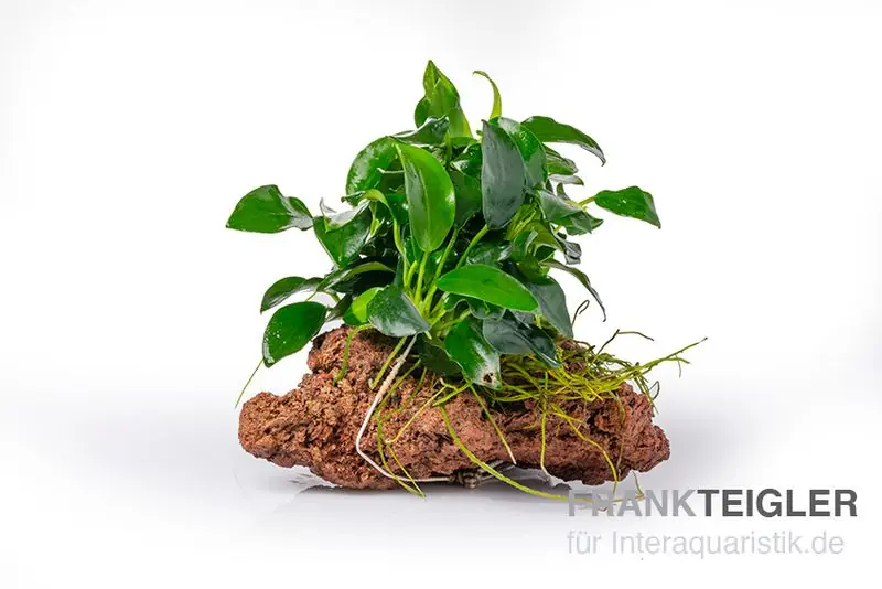 Kleinstes Zwergspeerblatt, Anubias nana "Bonsai" auf Stein, ca. 9x7x7 cm Expressversand