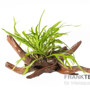Dreizackfarn, Microsorum pteropus "Trident" auf Spiderwood Letzte Chance