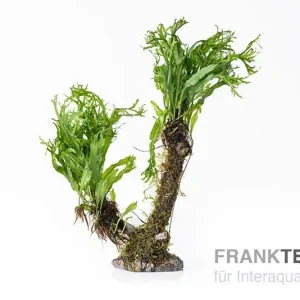 Bonsai mit Vesicularia und M. windelov Schnäppchen