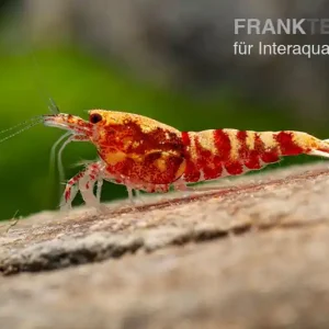 Sofort Bestellen Red Galaxy Garnele Mix, Caridina spec. "Red Galaxy"