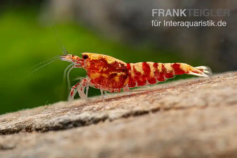 Sofort Bestellen Red Galaxy Garnele Mix, Caridina spec. "Red Galaxy"