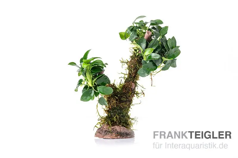 Solange Der Vorrat Reicht Bonsai mit Vesicularia "Xmas" und Anubias "Mini"