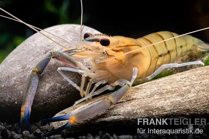 Preisknaller Rosenberggarnele, Macrobrachium rosenbergii