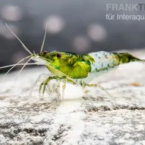 Heißes Angebot Green Rili Shrimp, Neocaridina davidi