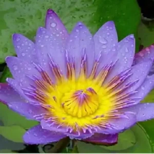 Lila Seerose, Nymphaea panama pacific Geprüft