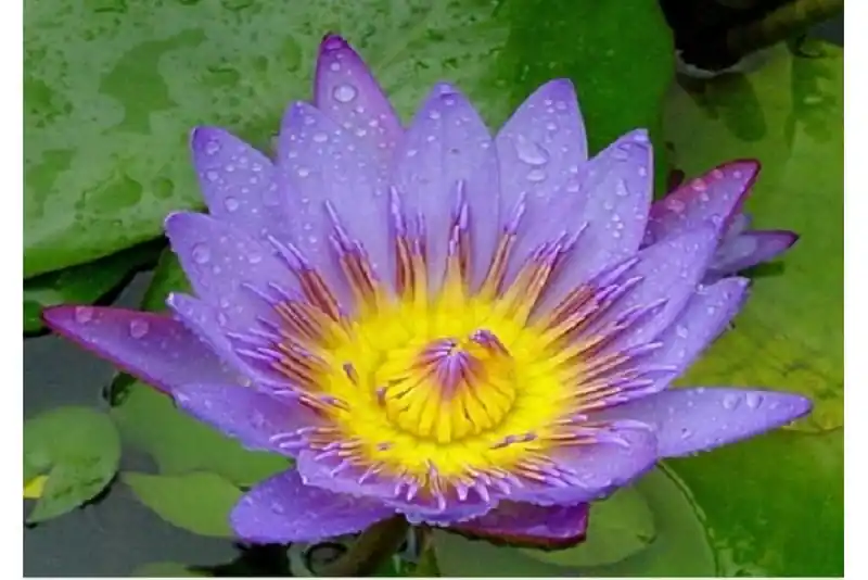Lila Seerose, Nymphaea panama pacific Geprüft