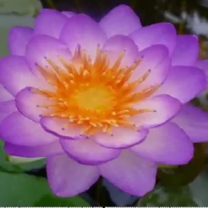 Solange Der Vorrat Reicht Lila Seerose, Nymphaea queen of siam
