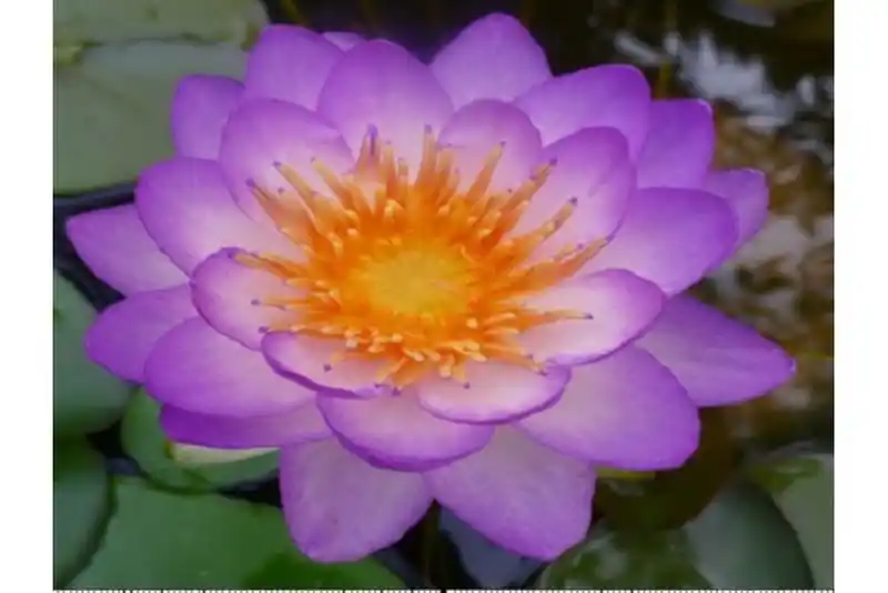 Solange Der Vorrat Reicht Lila Seerose, Nymphaea queen of siam