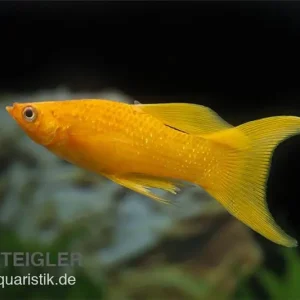 Goldpuder-Molly Lyra, Poecilia sphenops Preisreduziert