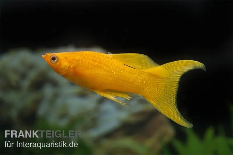 Goldpuder-Molly Lyra, Poecilia sphenops Preisreduziert