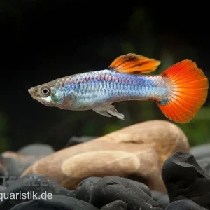 Online Kaufen Guppy Neon Firetail, Poecilia reticulata, paarweise
