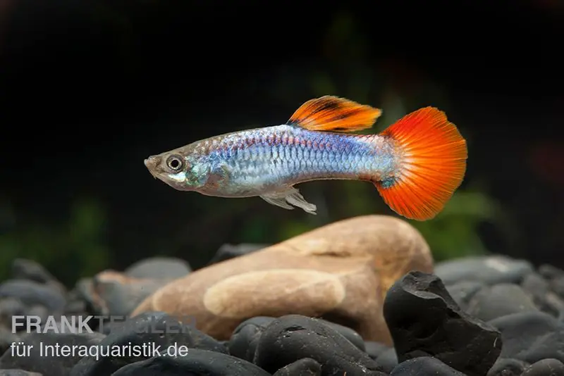 Online Kaufen Guppy Neon Firetail, Poecilia reticulata, paarweise