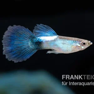 Guppy Blue Queen, Poecilia reticulata, paarweise Ausverkauf