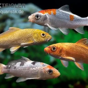 Angebot Koi Farbmix, Cyprinus carpio, klein (7-10 cm)