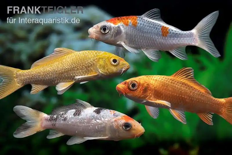 Angebot Koi Farbmix, Cyprinus carpio, klein (7-10 cm)