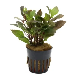 Jetzt Kaufen Riesenwasserfreund "Nomaphila", Hygrophila corymbosa, im Topf