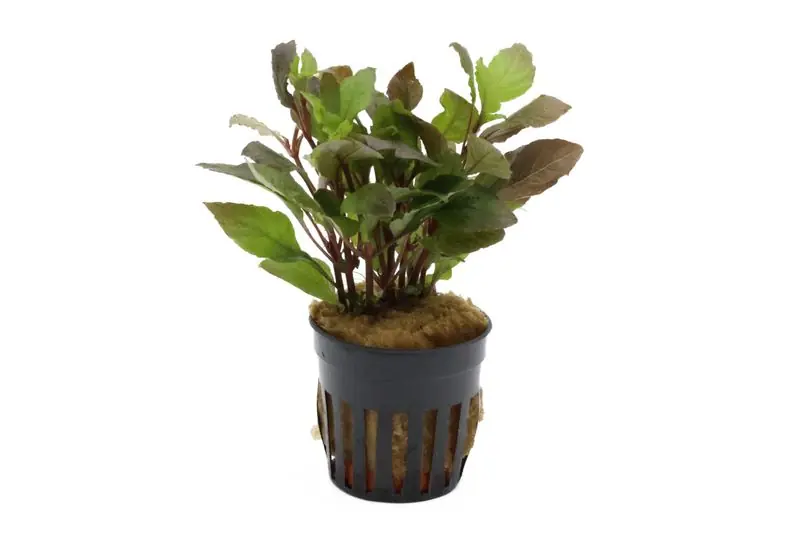 Jetzt Kaufen Riesenwasserfreund "Nomaphila", Hygrophila corymbosa, im Topf