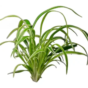 Grünlilie, Chlorophytum laxum (bichetii) Terrarienpflanze Jetzt Bestellen