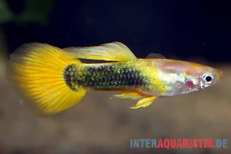 Guppy goldgelb Tuxedo, Poecilia reticulata, paarweise Echt