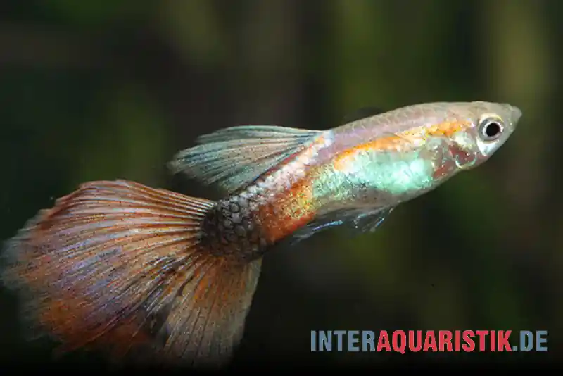 Guppy Queen Red, Poecilia reticulata, paarweise Bestpreis