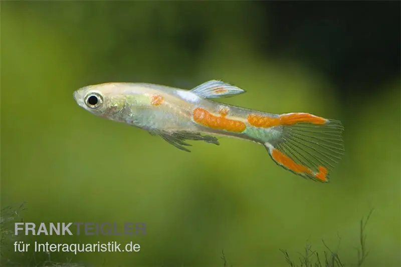 Jetzt Kaufen Endler-Guppy gold, Poecilia wingei gold, paarweise