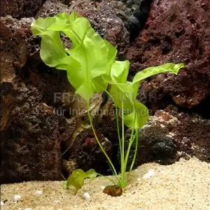 Echte Madagaskar Wasserähre, Aponogeton ulvaceus, Knolle Jetzt Bestellen