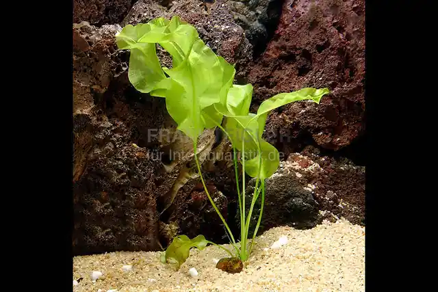 Echte Madagaskar Wasserähre, Aponogeton ulvaceus, Knolle Jetzt Bestellen