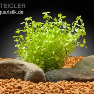 Rabatt Zierliches Perlenkraut, Hemianthus micranthemoides, im Topf