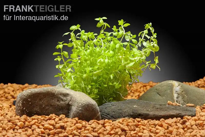 Rabatt Zierliches Perlenkraut, Hemianthus micranthemoides, im Topf
