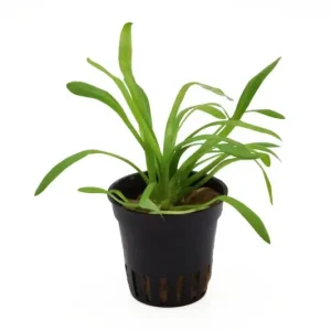 Schnäppchen Zwergpfeilkraut, Sagittaria terres, im Topf
