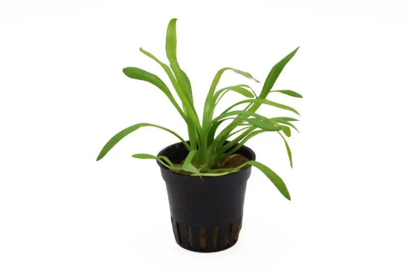 Schnäppchen Zwergpfeilkraut, Sagittaria terres, im Topf