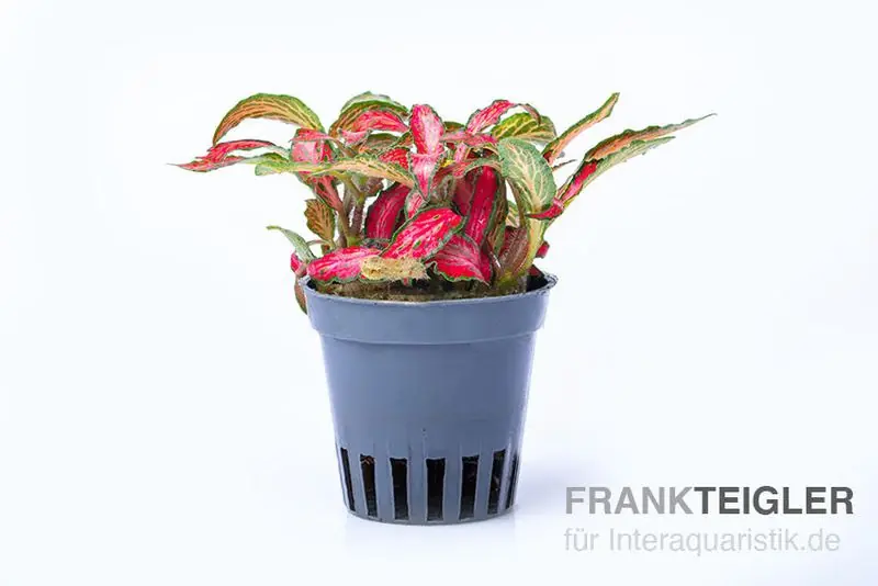 Rote Fittonia, Fittonia verschaffeltii (Terrariumpflanze) Online Kaufen