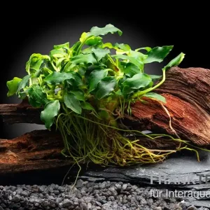 Zwergspeerblatt, Anubias nana "Kirin Mini", auf Nanowurzel, ca. 8x2 cm Wochenendangebot