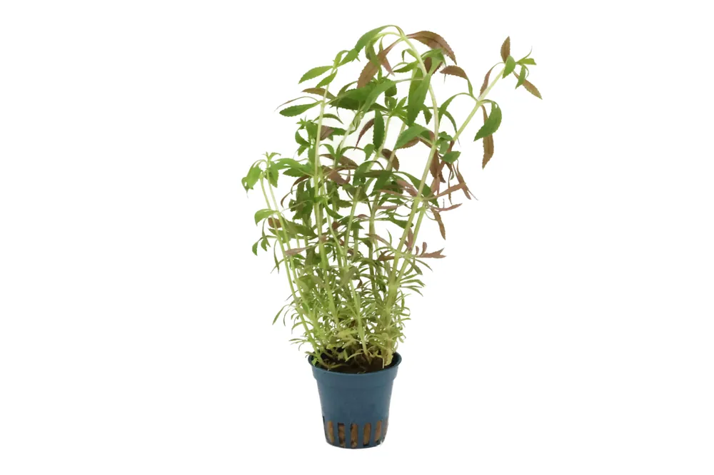 Tannenwedel-Sumpffreund, Limnophila hippuridoides, im Topf Bestpreis
