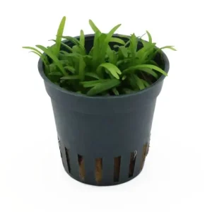 Zwergpfeilkraut, Sagittaria subulata var. pusilla, im Topf Kracherpreis