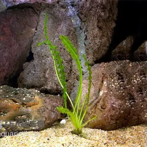 Günstig Gewellte Madagaskar Wasserähre, Aponogeton longiplumulosus