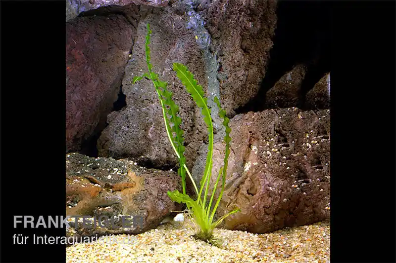 Günstig Gewellte Madagaskar Wasserähre, Aponogeton longiplumulosus