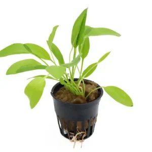 Herzblättrige Mini-Schwertpflanze, Echinodorus cordifolius sp. "Mini", im Topf Online Kaufen