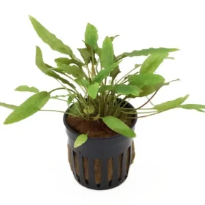 Geprüft Becketts Wasserkelch, Cryptocoryne beckettii, im Topf
