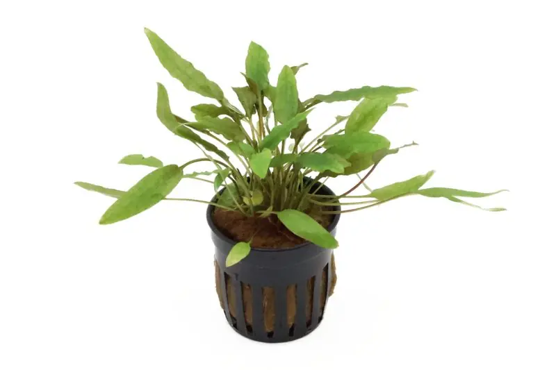 Geprüft Becketts Wasserkelch, Cryptocoryne beckettii, im Topf