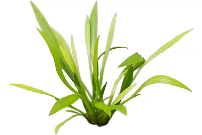 Breitblättrige Zwergschwertpflanze, Echinodorus latifolius/xingu, im Topf Solange Der Vorrat Reicht