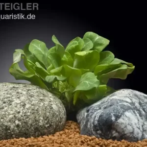 Grüne Wasserrose, Samolus parviflorus, im Topf Neue Kollektion